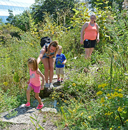 native-plants